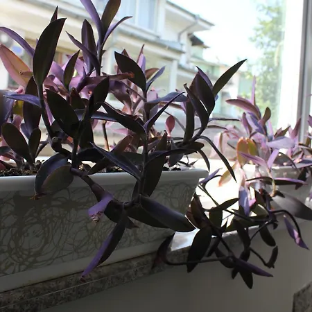 Hostel Penev Stara Sagora